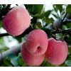 有机白水苹果价格优质苹果渭南天顺农产品商贸有限公司