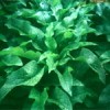 俄罗斯饲料菜每亩3万公斤牧草种子