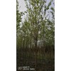 提供巨紫荆直销/特价丝棉木批发商/洛阳新四季农业有限公司