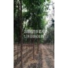 提供五角枫直销_榉树哪家好_洛阳新四季农业有限公司