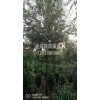 提供榉树提供五角枫商家洛阳新四季农业有限公司