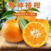 青神椪柑批发价-新鲜橙红柚价格-四川金糖果香农业发展有限公司