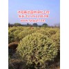 供应江苏无病虫害的造型景松，泰州造型景松