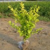 藤本植物，优质的龙柏推荐