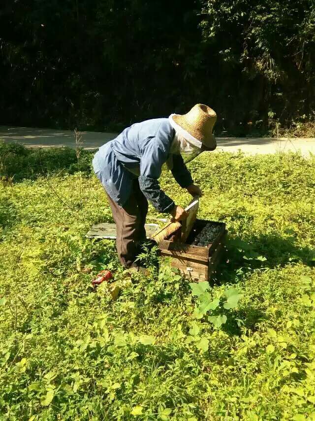 蜂蜜之家