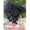 葡萄苗厂商代理|精品阳光玫瑰葡萄苗出售