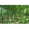 速生国槐树苗供应信息|柳州速生国槐市场价|华夏供