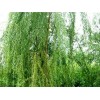 青皮垂柳树苗|青皮垂柳树苗价格|许昌青皮垂柳批发|华夏供