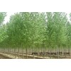 7公分速生白蜡市场行情|7公分速生白蜡报价|华夏供