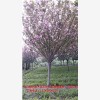 锦艺苗木提供全面的四川樱花服务，用户认准的绿化苗木品牌