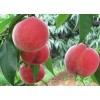 中熟品种桃树苗批发-[大丰收果树]桃苗品种优异