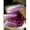 彩色蔬菜品种紫色白菜种子