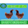 供应南宁优质的鸡苗-贵州鸡苗批发商