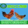 鸡苗市场行情资讯_贵州鸡苗供应商