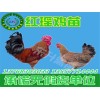 贵州鸡苗养殖基地，专业的鸡苗提供商，当属东升禽苗孵化公司