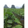来宾优质荔浦芋头种子供应，桂林正宗荔浦芋种子批发