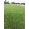 永利混播草坪|成都永利混播草坪草籽批发|成都批发混播厂家|永利供