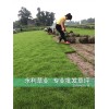 台湾二号草坪|台湾二号草坪销售厂家|台湾二号草坪基地批发|永利供