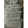 济宁销量好的大蒜种子批发供应，大蒜种子好不好