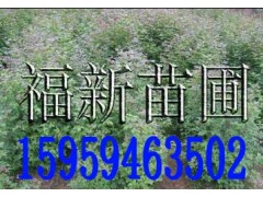 枫香袋苗枫香容器苗枫香杯苗图2