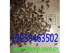 杜英树苗杜英种子山杜英苗杜英袋苗图3