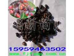 火力楠树苗火力楠种子火力楠苗醉香含笑苗火力楠袋苗图3