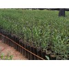 芦山柑橘树苗，买各类柑橘树苗认准天富柑橘种植专业合作社