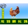 供应广西超值的贵州鸡苗贵州土鸡苗