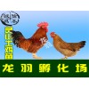 南宁知名的贵州鸡苗提供商，贵州七彩山鸡苗
