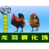 贵州鸡苗供应商哪家好贵州珍珠鸡苗
