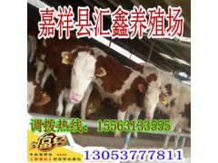 现在西门塔尔牛价格图2
