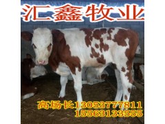 现在西门塔尔牛价格图3