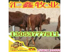 纯种西门塔尔牛价格图2