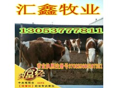 山东养牛场小牛价格牛犊图2
