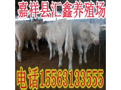 山东养牛场小牛价格牛犊图3