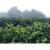 购买优惠的普洱古树茶当选芙茵咖啡庄园_什么时候喝茶对身体有益