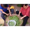 优惠的普洱古树茶上哪买，茶叶供应商