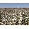 新疆优质棉花种子_棉花种子厂家_早熟高产棉花新品种