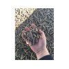 要买销量好的生物质颗粒就来武威市中农圣科生物质燃料——塔城生