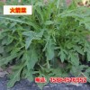 小叶芝麻菜火箭菜种子香菜花叶芝麻菜野菜种子