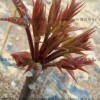 香椿种子春芽籽四季种植矮化香椿发芽率高