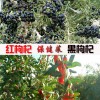 枸杞籽枸杞芽菜黑枸杞无果高产芽率高