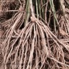 芦笋种子白芦笋苗紫芦笋春秋四季种植长期大量的苗