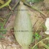 金丝栗贵族南瓜板栗南瓜优质丑瓜发芽率高