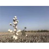 高产棉花种子行情|新疆守信种业|高产棉花种子供应商