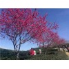 广州樱让你领略粉红的季节,华绿园供