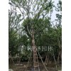 苗木批发价格