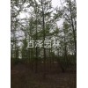 绿化景观工程