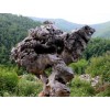 云兮园林可靠的太湖石生产加工推荐-太湖石价格
