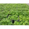 延安构树厂家_无病虫害的构树推荐
